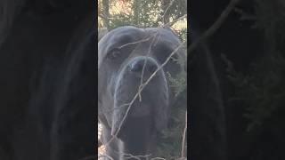 How a CANE CORSO Scratches his back 😂 canecorso dogsofyoutube funnyvideo corso dog shorts [upl. by Saiff]