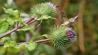 Propiedades Medicinales de la Bardana Arctium lappa [upl. by Ennaitsirhc208]