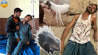 Porcupine Animals l Say l Ny Hamla Kr Diya [upl. by Ivets]