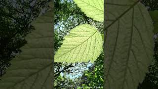 Sunlight Through A Salmonberry Leaf  Nature  Beauty  Life [upl. by Laitselec80]