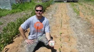 Homemade String Trellis For Yardlong Beans [upl. by Nahshu866]