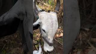 goudfarm profarmer nature cow indian farmer animals [upl. by Anehsuc]