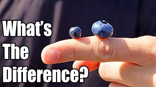 BILBERRY  How European Blueberries are Different than American Blueberries  Weird Fruit Explorer [upl. by Ahsirat312]