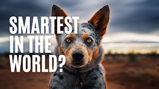 The truth about the Australian Cattle Dog [upl. by Solorac]