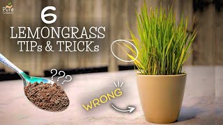 How to Grow Lemongrass at Home Beginners Guide [upl. by Nifares]