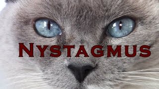 Cat’s eyes quiver and shake – Nystagmus  Blue Point Siamese [upl. by Chadabe105]