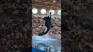 Malia  Nalani and Katina show orca encounter  seaworld seaworldorlando orca animals [upl. by Brendis669]