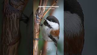 Chestnutbacked Chickadee bird sounds birds [upl. by Claudio]