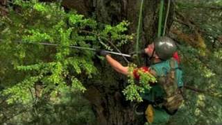 Climbing Redwood Giants [upl. by Tager90]