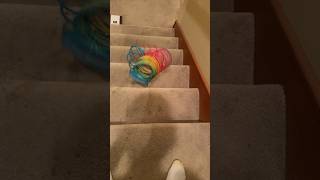 Slinky Down The Stairs [upl. by Edik]