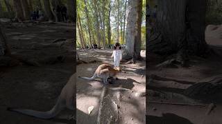 Cangaroo Kelowna British Columbia Canada shorts shortvideo animals cangaroo [upl. by Diraf548]