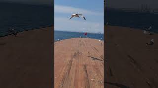 Seagull Birds  Beautiful View  Istanbul Turkey 🇹🇷 Tour 2024 türkiye travel tour video 4k 5k [upl. by Adnof]