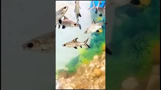 Beautiful silverfish fish  machali machlijalkiranihai youtubeshorts aquarimsilverfish [upl. by Mukerji]