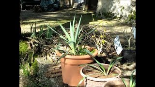 108  Repiquage dun drageon de yucca et utilisations  23092017 [upl. by Guildroy440]