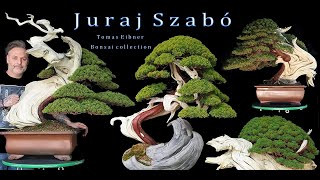 Juraj Szabò beforeampAfter  Tomas Eibner bonsai collection [upl. by Anaeed]