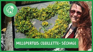 Comment reconnaître le Millepertuis Cueillette et séchage [upl. by Elmajian726]