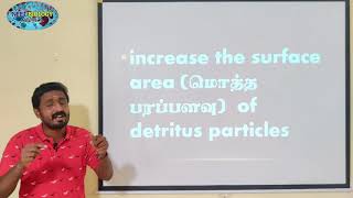 MECHANISM OF DECOMPOSITION PART 1  TAMIL  ECOSYSTEM  STD 12 [upl. by Adnof]