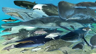 Real Whale Size Comparison  3D Animal Animation  Realistic World Data [upl. by Kwapong]