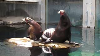 California sea lions at Hogle Zoo [upl. by Pulcheria941]