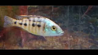 Cyrtocara Moori Dolphins and Fossochromis Rostratus Hybrid African Cichlids [upl. by Aiym978]