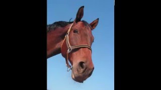 Horse whinny  Sound effects [upl. by Hollerman]