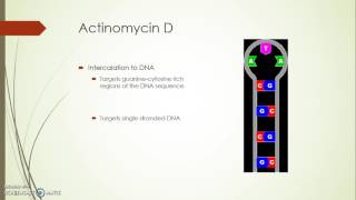 Actinomycin D Informational Video [upl. by Lurette538]