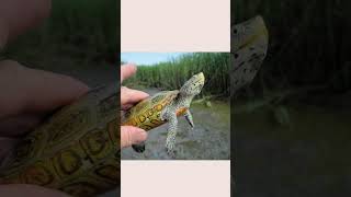 Exploring Connecticuts Hidden Reptile World The Northern Diamondback Terrapin Turtle [upl. by Allerus]