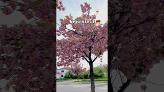 Ingolstadt  Germany 🇩🇪  Frühling shorts youtubeshorts [upl. by Loraine]