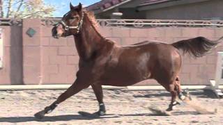 Horse galloping in slow motion [upl. by Prochoras]