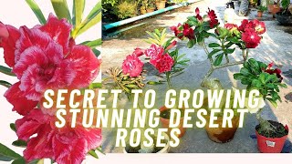 My Secret to Growing STUNNING Bonsai Desert Roses at Home  Adenium Muradlivingart [upl. by Eibbob294]