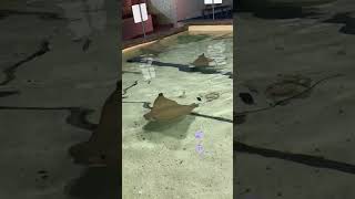 Stingrays Everywhere stingray stingrayfish stingrays aquarium aquariumshorts [upl. by Roosevelt]