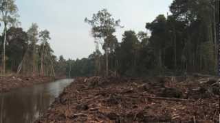 Kepak Sayap Enggang  Tur Mata Harimau di Kalimantan Barat [upl. by Akenihs]