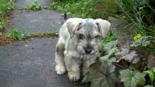 Monty The Miniature Schnoodle [upl. by Modla]