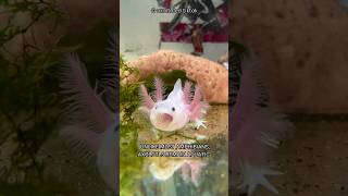 Axolotl Magic Natures Aquatic Wonders [upl. by Aiselad813]