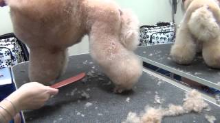 Show dog grooming Vol 2 wwwchansonee [upl. by Flavia]