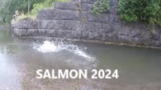 SALMON FISHING Aug232024 [upl. by Aihseket169]