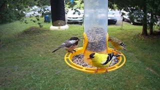 Goldfinches Chickadees and Chipping Sparrows  Campark TC02 Trail Camera with Macro Filter [upl. by Ahsinal931]