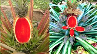 Watermelon Pineapple Tree Reveals Amazing Technical Secrets [upl. by Ariamat]