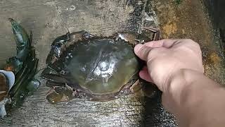 moulting crab  kepiting ganti kulit [upl. by Willy]