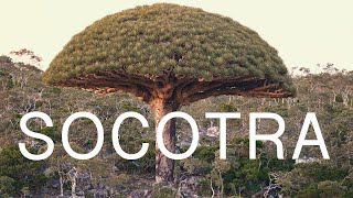 Socotra  Island of Bliss [upl. by Persas]