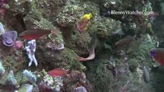 Midas Blenny Courting Colors  Original video from Blennywatchercom [upl. by Mobley]