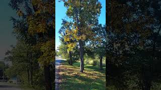 👁 👁 TWO SHAG BARK HICKORY NUT TREES POSITIVE ID OF BOTH [upl. by Kester]