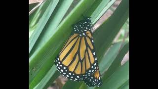 Timelapse Monarch Changes from Chrysalis Boone NC [upl. by Taryn]