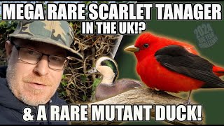 MEGA RARE SCARLET TANAGER IN THE UK amp A RARE MUTANT DUCK FROM THE USA [upl. by Anileba]