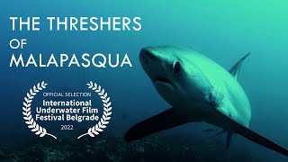 The Thresher sharks of Malapascua [upl. by Retseh418]