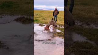 This horse falls into a deep hole and we rescue him sorts sort sortvideo [upl. by Alberto]