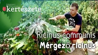 Ricinus communis  Mérgező Ricinus  Különleges növények boltja Budapest [upl. by Orhtej]