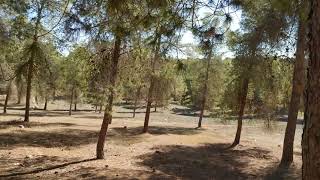 Take a walk inside the Biggest Forest in Israel  היער הגדול בישראל יתיר מבט מבפנים [upl. by Eddra]