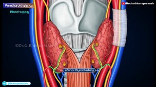 Parathyroid Gland Gross Anatomy Animation Blood supply amp Nerve supply Histology amp Development [upl. by Nallid]