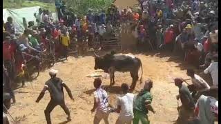 Brave men challenge the zebu in the arena Savika Betsileo Imady Ambositra Madagascar Ep003 [upl. by Dianemarie447]